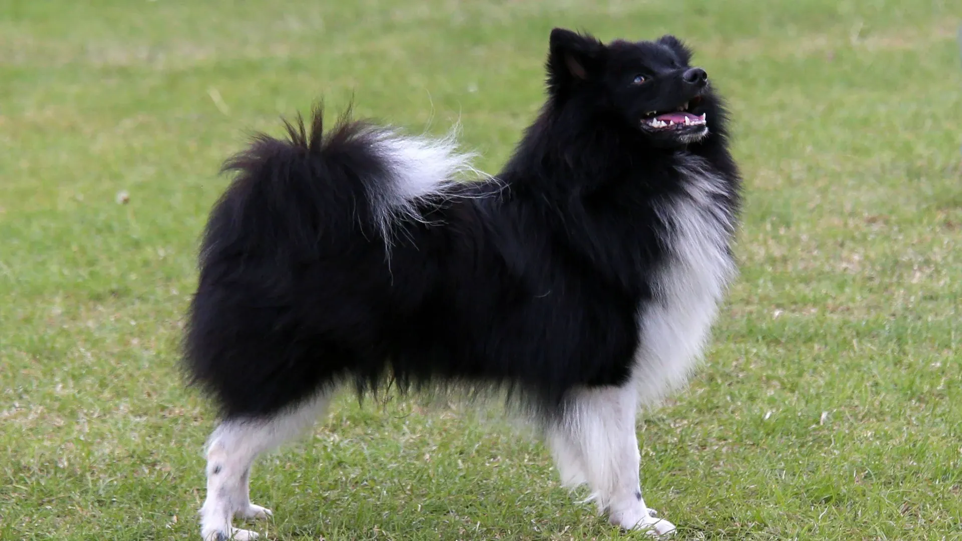 German Spitz (Mittel)